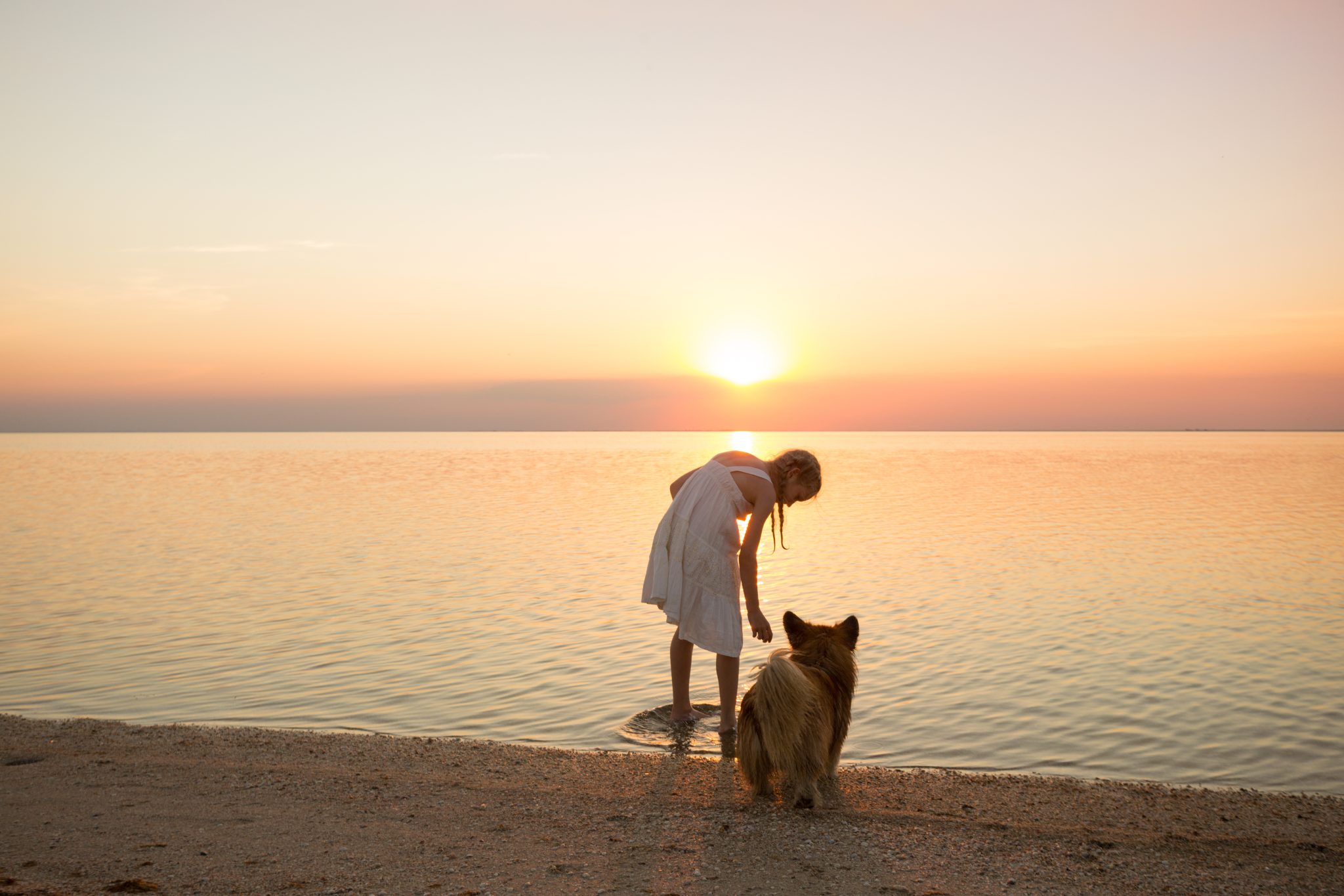 little girl is walking with a dog corgi